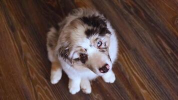 Cute Aussie Australian Shepherd puppy in blue marble color different eye color looks at the camera try too understand top view video