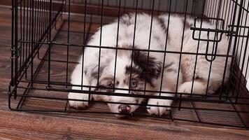 Cute Puppy of Aussie Australian Shepherd puppy in blue marble color different eye color sits in a black cage. Punished, training. Puppy doesn't like sitting in a cage video