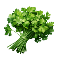 Bunch of fresh green parsley tied togethe png