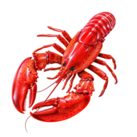 Red lobster with detailed claws and body structure png