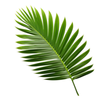 Fresh green palm leaf with sharp edges png