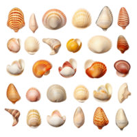 Collection of various seashells in different shapes and colors png