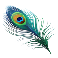 Elegant peacock feather with a mesmerizing blue and green eye pattern png