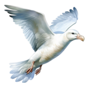 White duck standing still with wings neatly folded png