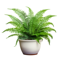Lush green fern plant with delicate leaves placed in a brown clay pot png