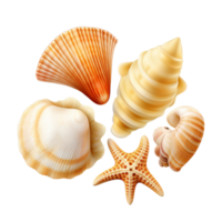 Collection of seashells artistically arranged in a creative pattern png