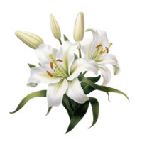 Elegant white lily flower with delicate open petals png
