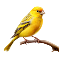 Vibrant yellow canary perched lightly on a thin wooden branch png
