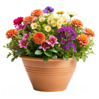 Vibrant Colorful Flowers Planted in a Terracotta Pot a Beautiful Springtime or Summer Garden Scene png