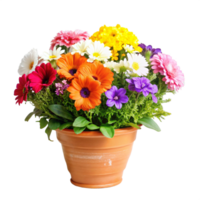 Vibrant Spring Flower Arrangement in Terracotta Pot A Colorful Bouquet of Gerbera Daisies and Other Blooms png