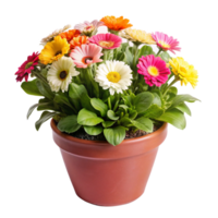 Vibrant Gerbera Daisy Flowers in a Terracotta Pot A Colorful Spring or Summer Bouquet png