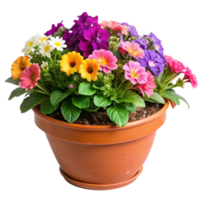 Vibrant Spring Flowers in a Terracotta Pot A Colorful Garden in Bloom png