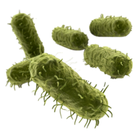 Microscopic View of Rod Shaped Bacteria Cells in 3D Rendering png