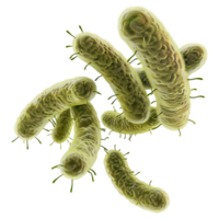 Microscopic View of RodShaped Bacteria in a Cluster png