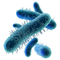 microscópico ver de color cian bacterias varilla formas con flagelos png
