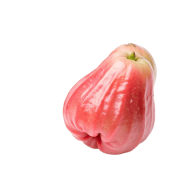 fechar-se do dois maduro Rosa água maçãs em uma Preto fundo png