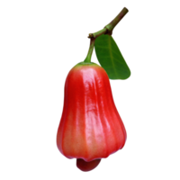Vibrant Red Rose Apple Fruit with Green Leaf on Black Background A Single Ripe Rose Apple Hanging from its Branch Isolated on a Black Background png