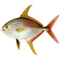 A Detailed Illustration of a Stunning Pompano Fish with Vibrant Fins and Scales png