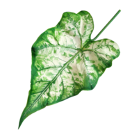 Stunning Closeup of a Single Caladium Leaf with Striking Variegation png