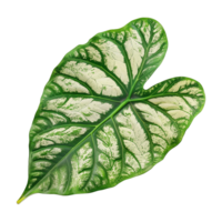 Stunning Closeup of a Variegated Caladium Leaf with Intricate Veining and White Splotches png