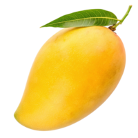 A single ripe yellow mango with a green leaf attached to its stem png