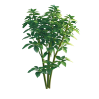 Lush Green Basil Plant with Multiple Stems and Vibrant Leaves png