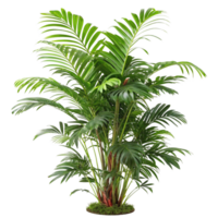 Lush Green Chamedorea elegans Palm Plant in Pot Beautiful Houseplant png
