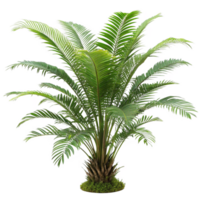 A Lush Green Rhapis excelsa Palm Tree in a Pot with Vibrant Foliage and Detailed Trunk png