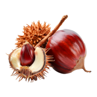 Closeup of Shiny Red Chestnuts with Spiky Husks and Brown Stem png
