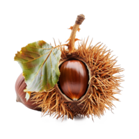Closeup of a single ripe chestnut still in its spiny burr with a leaf visible autumn harvest png