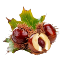 Closeup of three shiny brown chestnuts with spiky husks on a vibrant green leaf background showing autumn harvest png