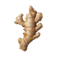 A Single Piece of Fresh Ginger Root with Visible Rhizomes and Knots png