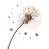 magnificent rustic A Single Dandelion Seedhead with Seeds Blo genuine png
