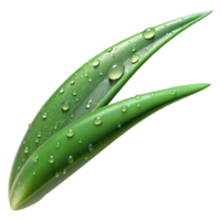elegant minimalist A Close Up of a Dew Covered Blade of Gras authentic png