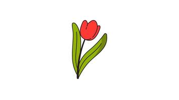 A single, stylized red tulip with green leaves, isolated on white backdrop video