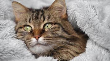 Cute tabby cat lies wrapped in a blanket. Concept of adorable pets. video