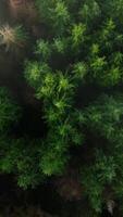 Top-down view shows a green pine forest through the clouds. Canadian nature video