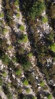 Regrow Pine Tree video
