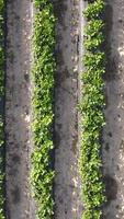 Farming Field Overhead View video