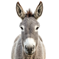 A donkey is looking directly at the camera png