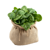 Burlap Sack Overflowing with Fresh Spinach png