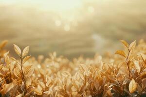 Golden Tea Leaves Bask in Sunlights Embrace photo