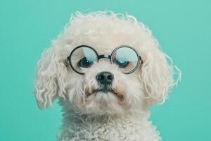 A white dog wearing glasses on a blue background photo