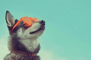 A dog wearing orange sunglasses and looking up photo