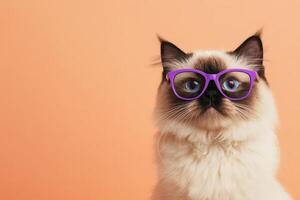 A cat wearing purple glasses on an orange background photo