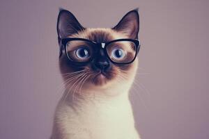 A siamese cat wearing glasses photo