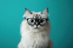 A cat wearing glasses on a blue background photo