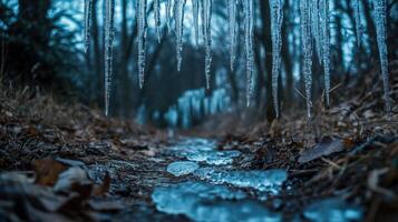 Icicles hanging from trees in the woods photo