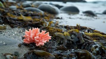A pink sea anemone on the beach photo