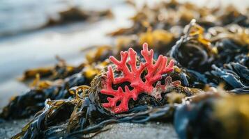 A red coral sits on the beach with seaweed photo